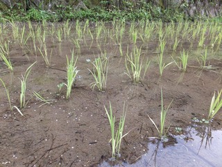 DSCF0243.jpg