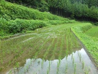 DSCF0330.JPG