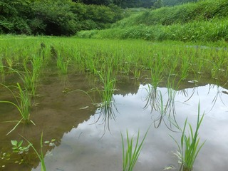 DSCF0332.JPG