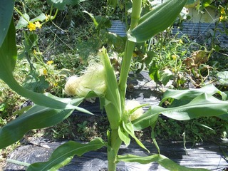 DSCF0449.jpg
