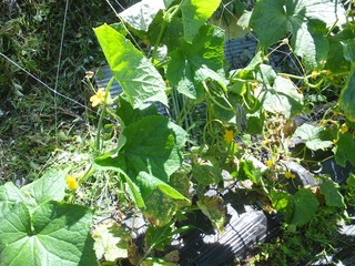 DSCF0450.jpg