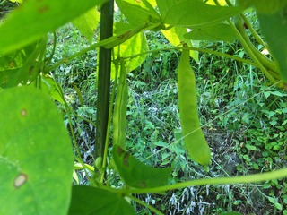 DSCF0452.jpg