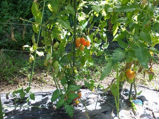 DSCF0458.jpg