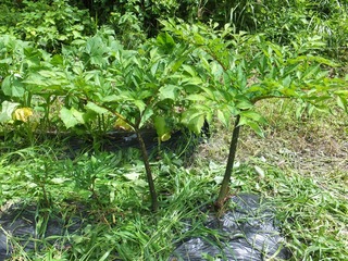 DSCF0460.jpg