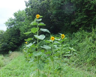 DSCF0571.jpg