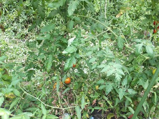 DSCF0572.jpg