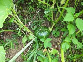 DSCF0579.jpg