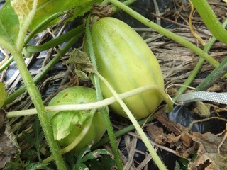 DSCF0580.jpg