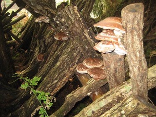 IMG_1825.JPG